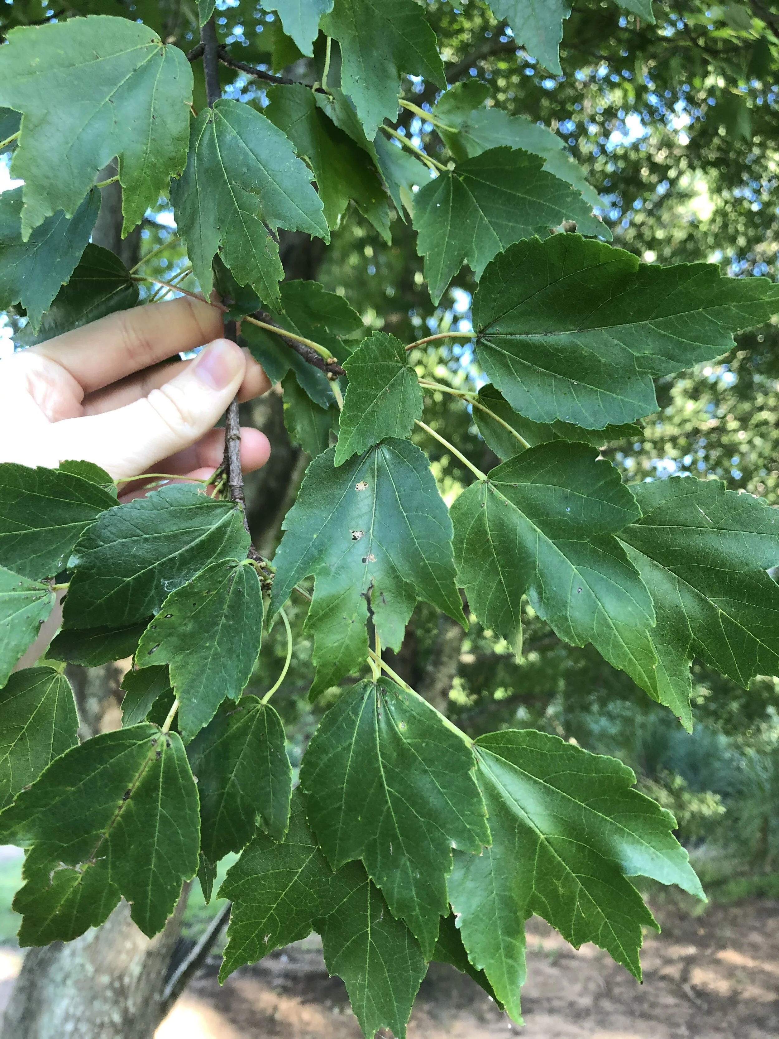 Acer rubrum, Red Maple — Horticulture Is Awesome!