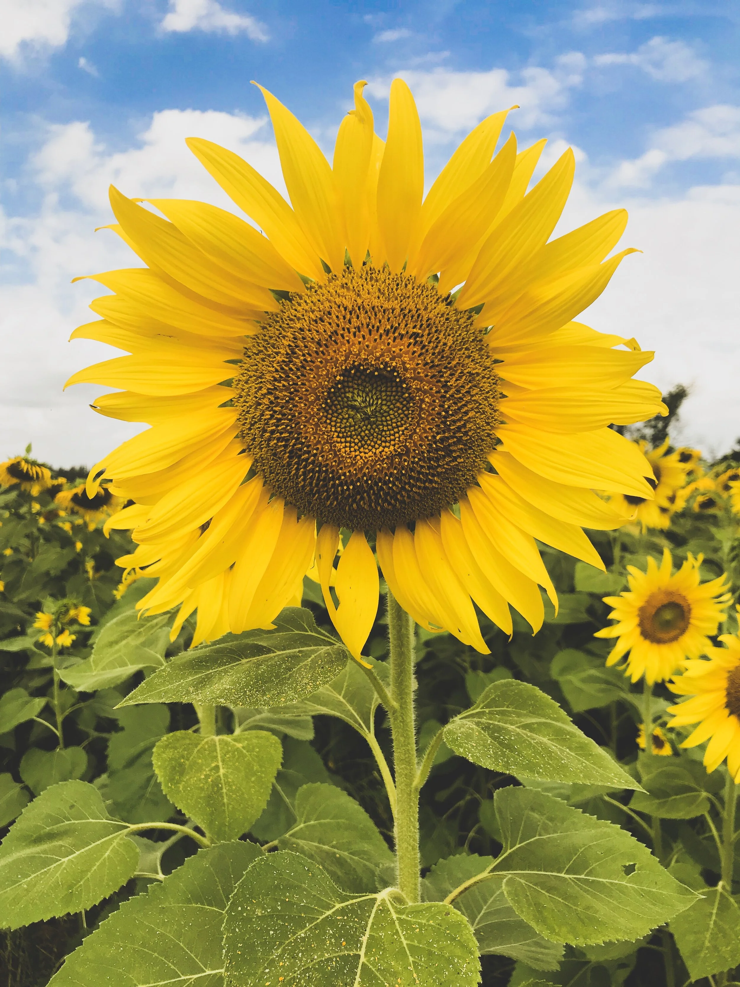 Helianthus Annuus Common Sunflower Horticulture Is Awesome Helianthus Annuus Common Sunflower Horticulture Is Awesome