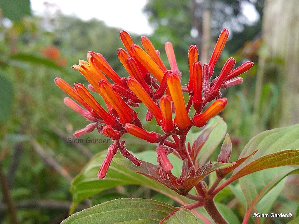 Rangoon creeper - Encyclopedia of Life