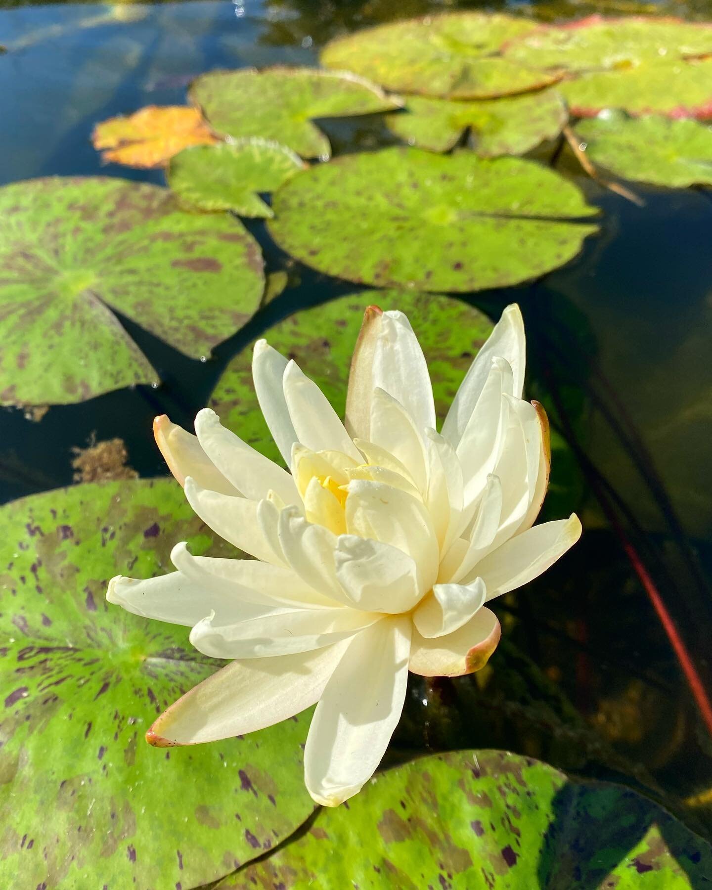 First bloom on Nymphaea 'Moon Dance' (water lily). Thanks again to @hillcountrywatergardens for donating this exquisite plant to the Plantery! 

#sfasu #nacogdoches #waterlily #nymphaea