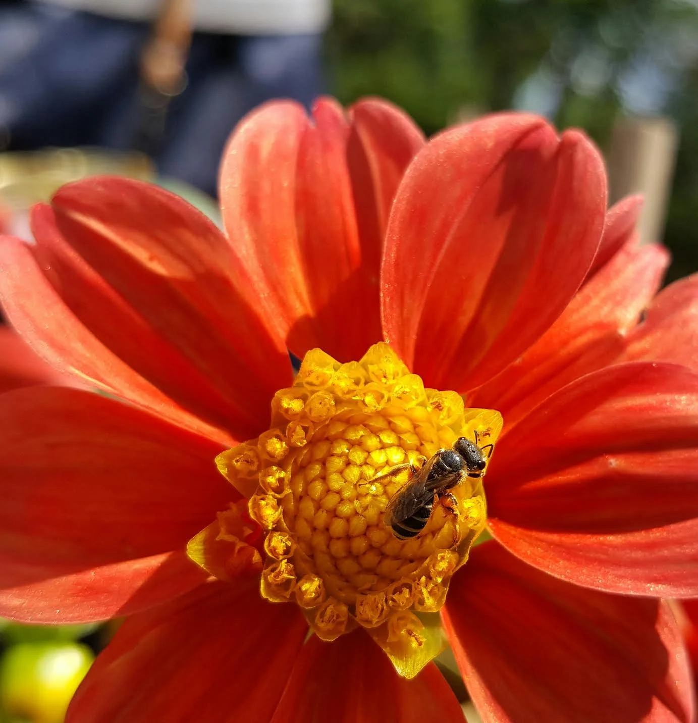 Halictidae on Long Island