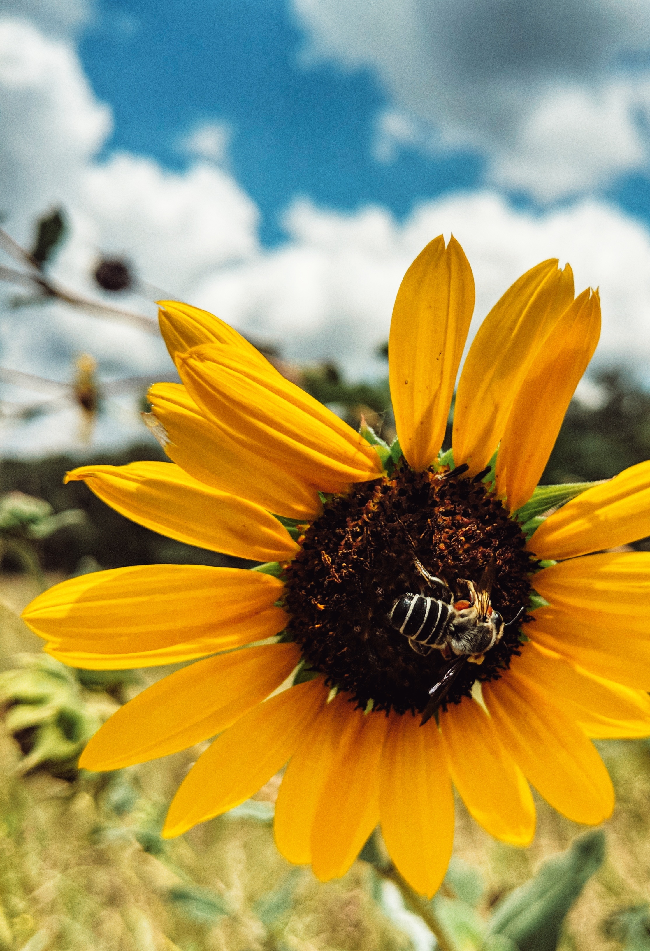 Petals and Bee