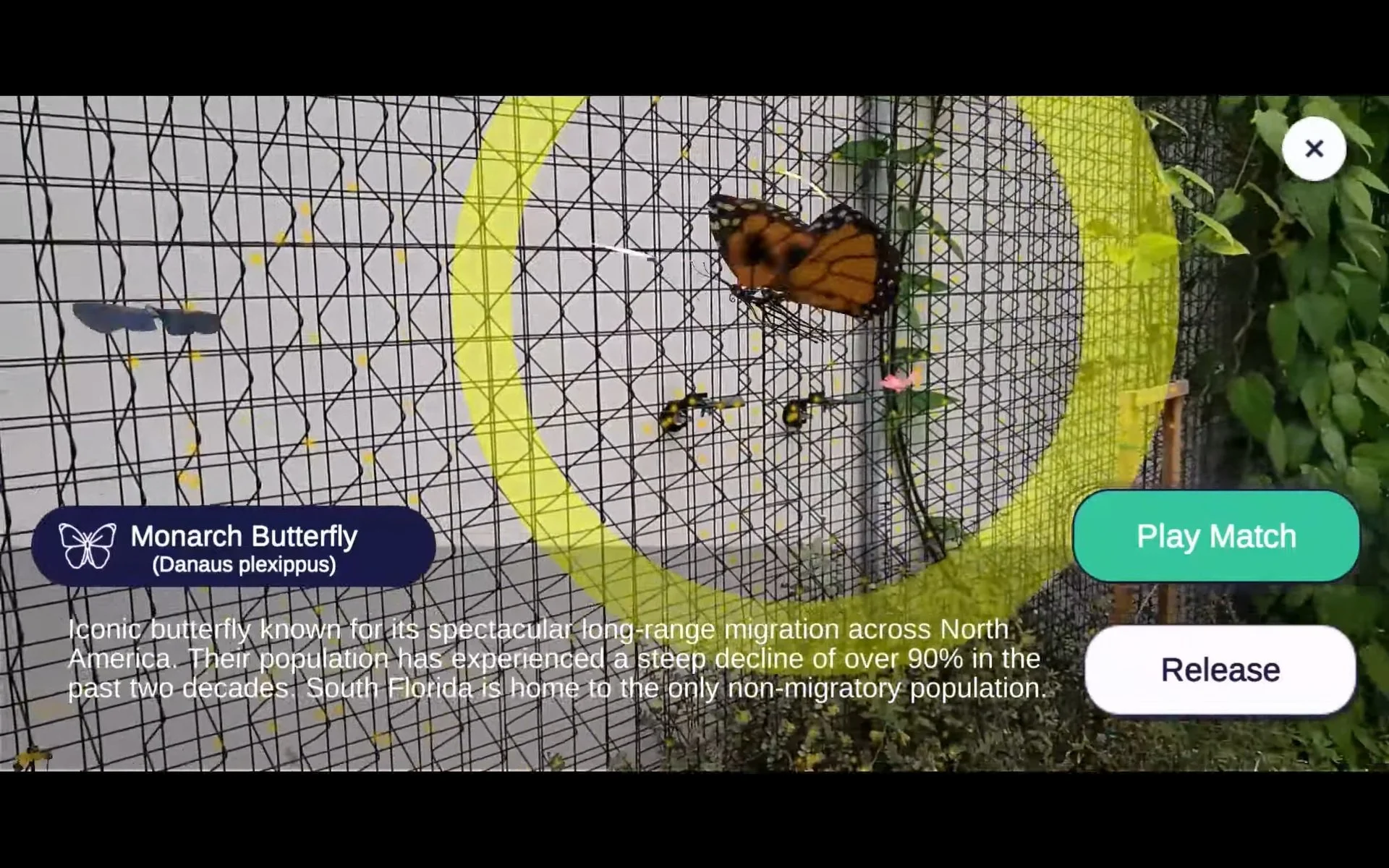 Screen Capture Phone: Interact with Butterflies
