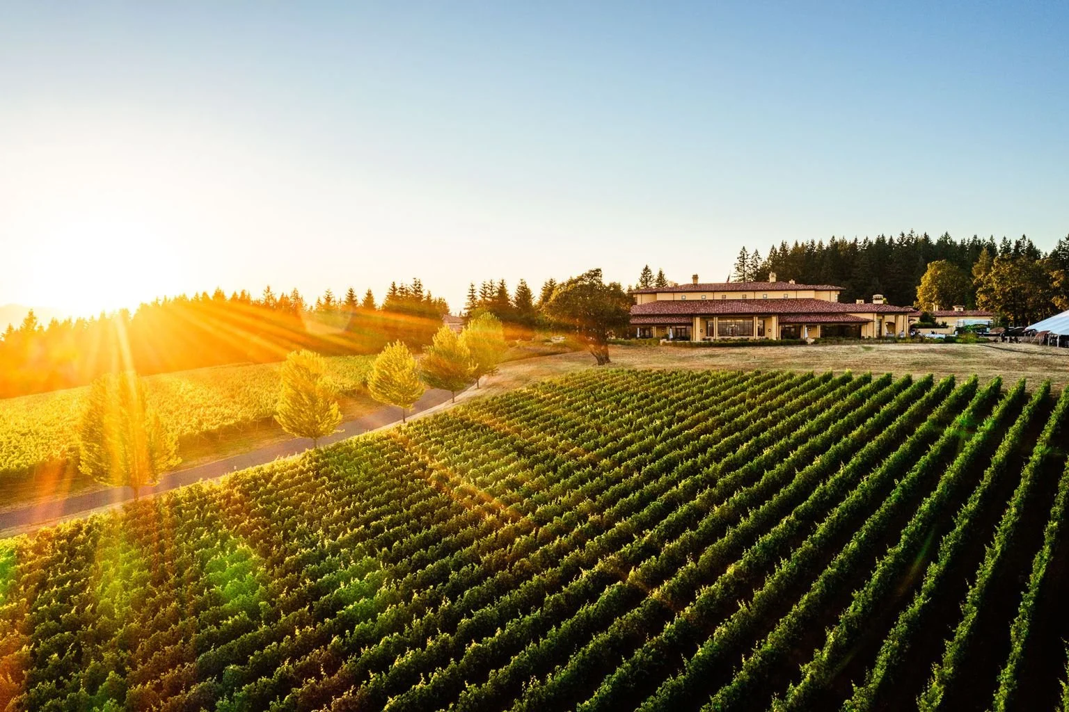 Harvest in the Hills - Dundee Hills AVA 