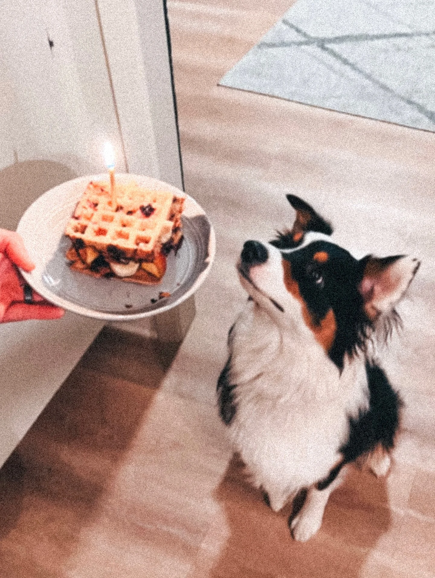 Indy has brought so much joy and laughter to us 
and we celebrate her sweet little heart
being in this world for a year 🐶

Every time she lays down while drinking her water,
excitedly greets us (fluffy butt first, of course!),
freaks out with happin