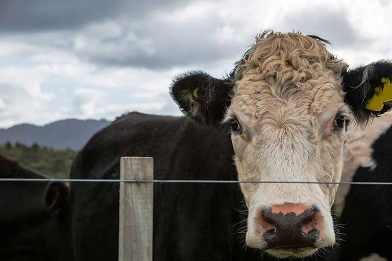 Practical Graphic Design in the Heart of the Waikato