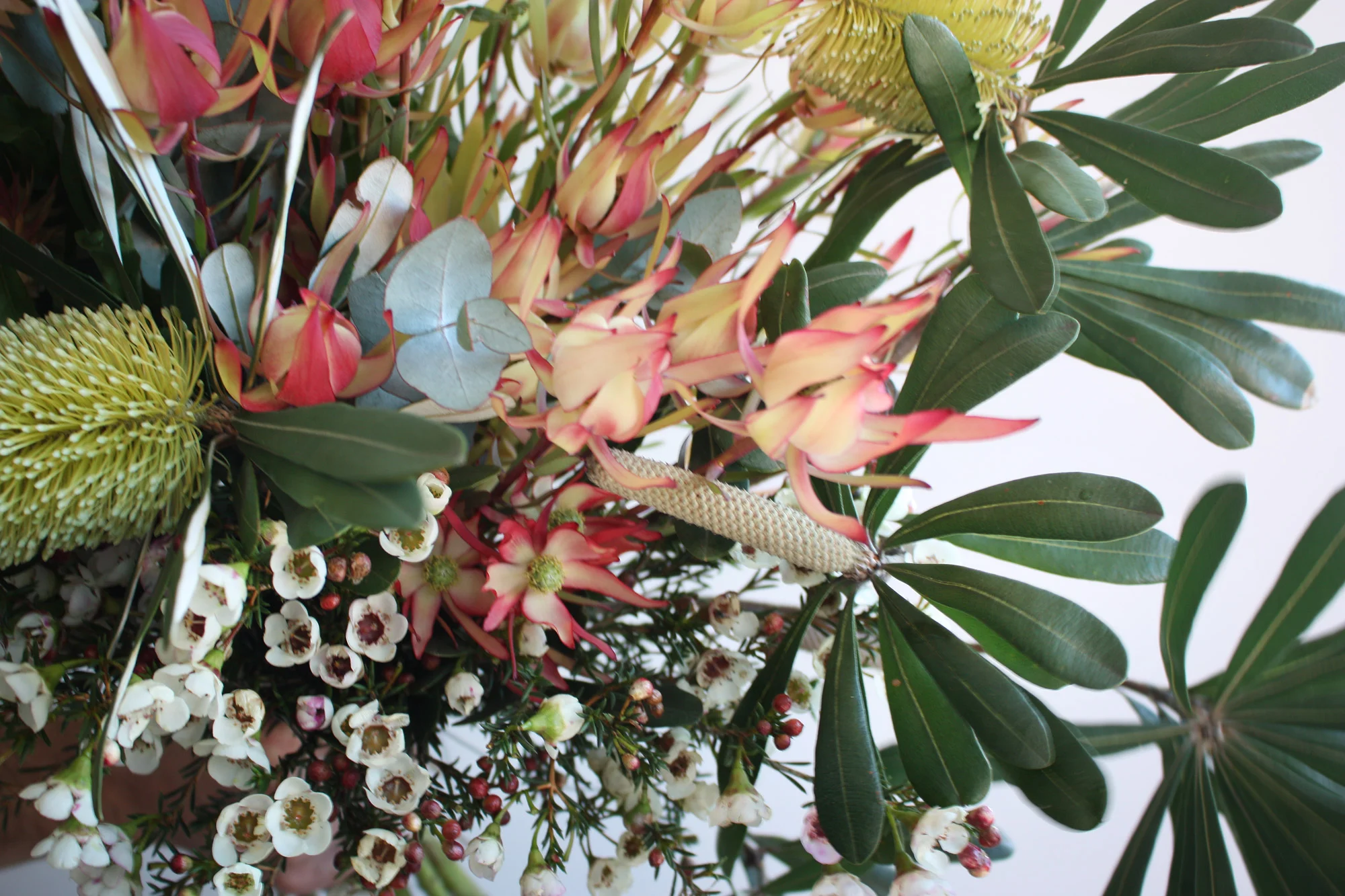 Australis-Closeup.jpg