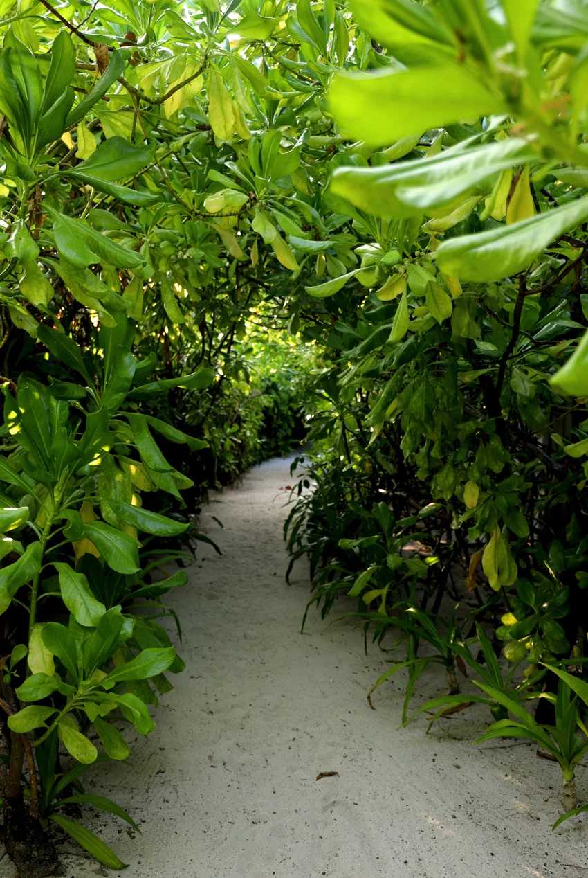 Maldives19.jpg