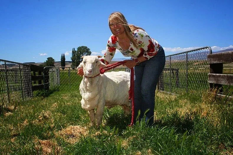 Shrek the Sheep Got A Haircut