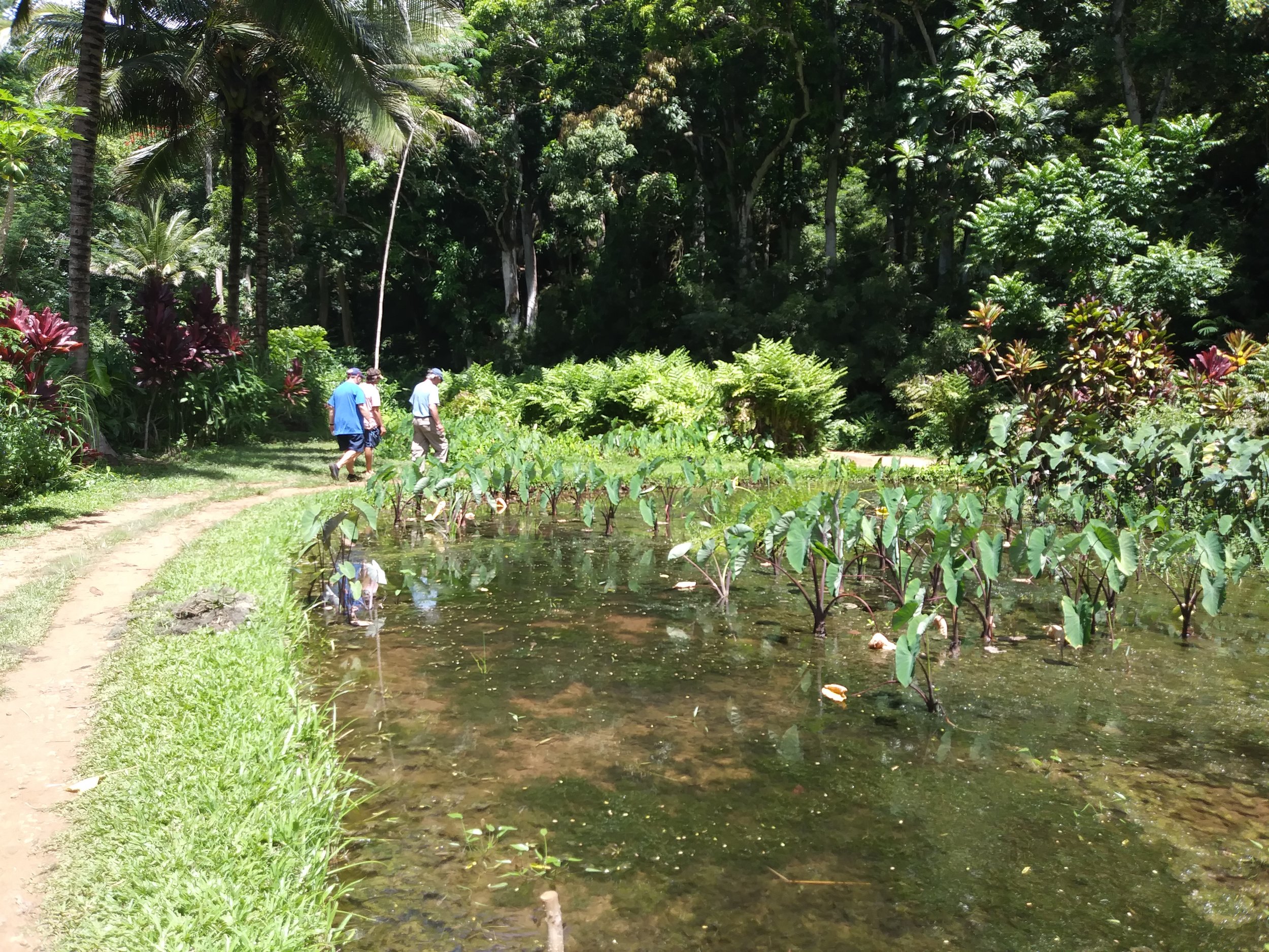 Ancient Wetland Taro Patch Revitalized & Under Production Again