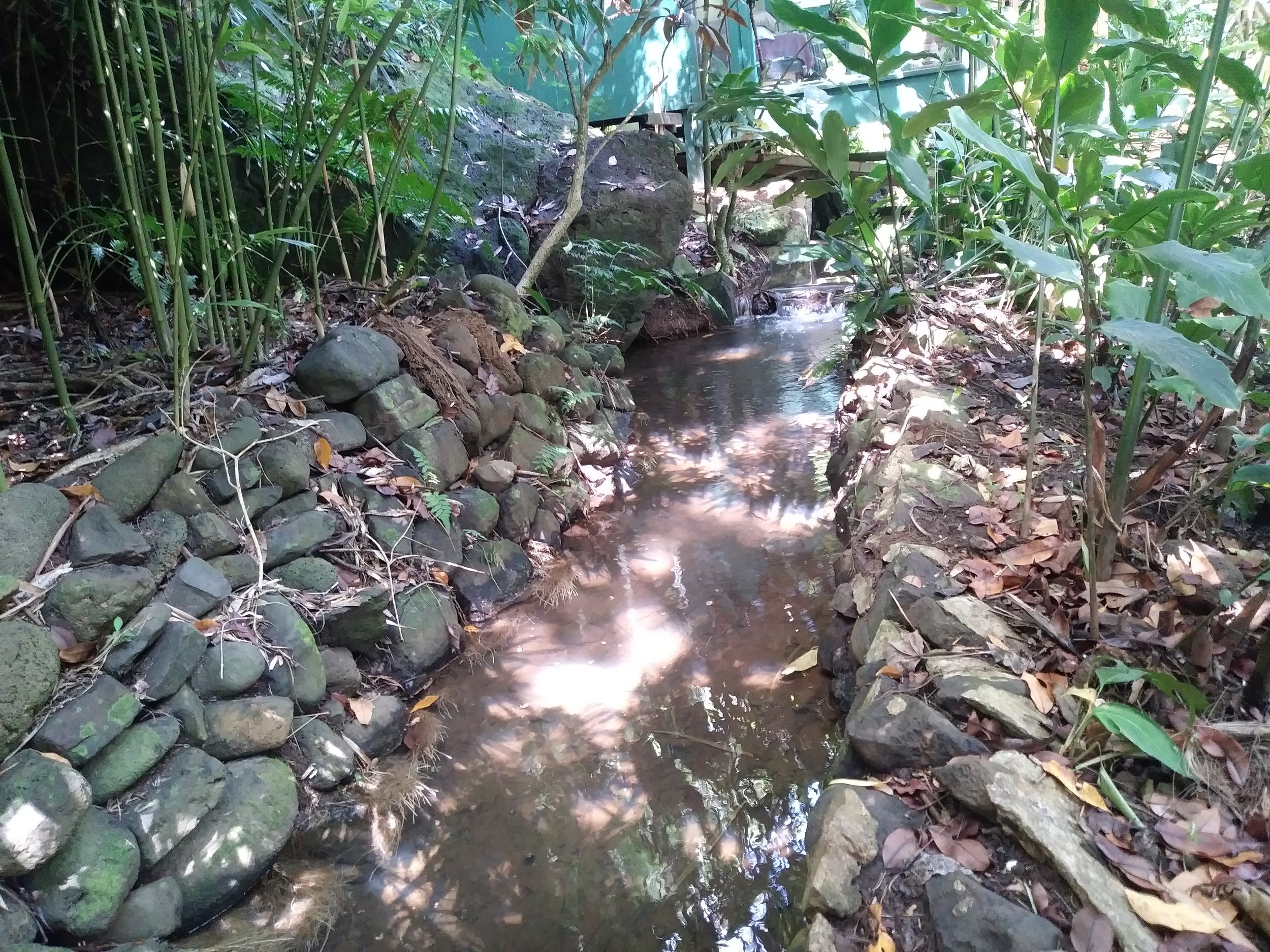 Ancient Taro Stream Diversion Canal Still Operating As Designed 