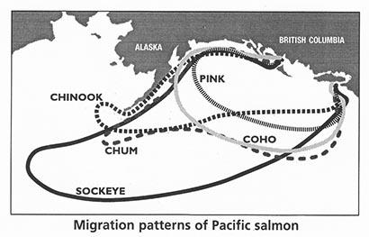 migration_patterns_web.jpg