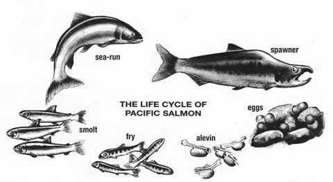 life_cycle_web.jpg