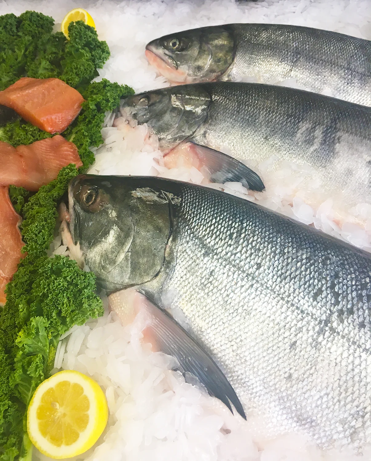 Chum.jpg