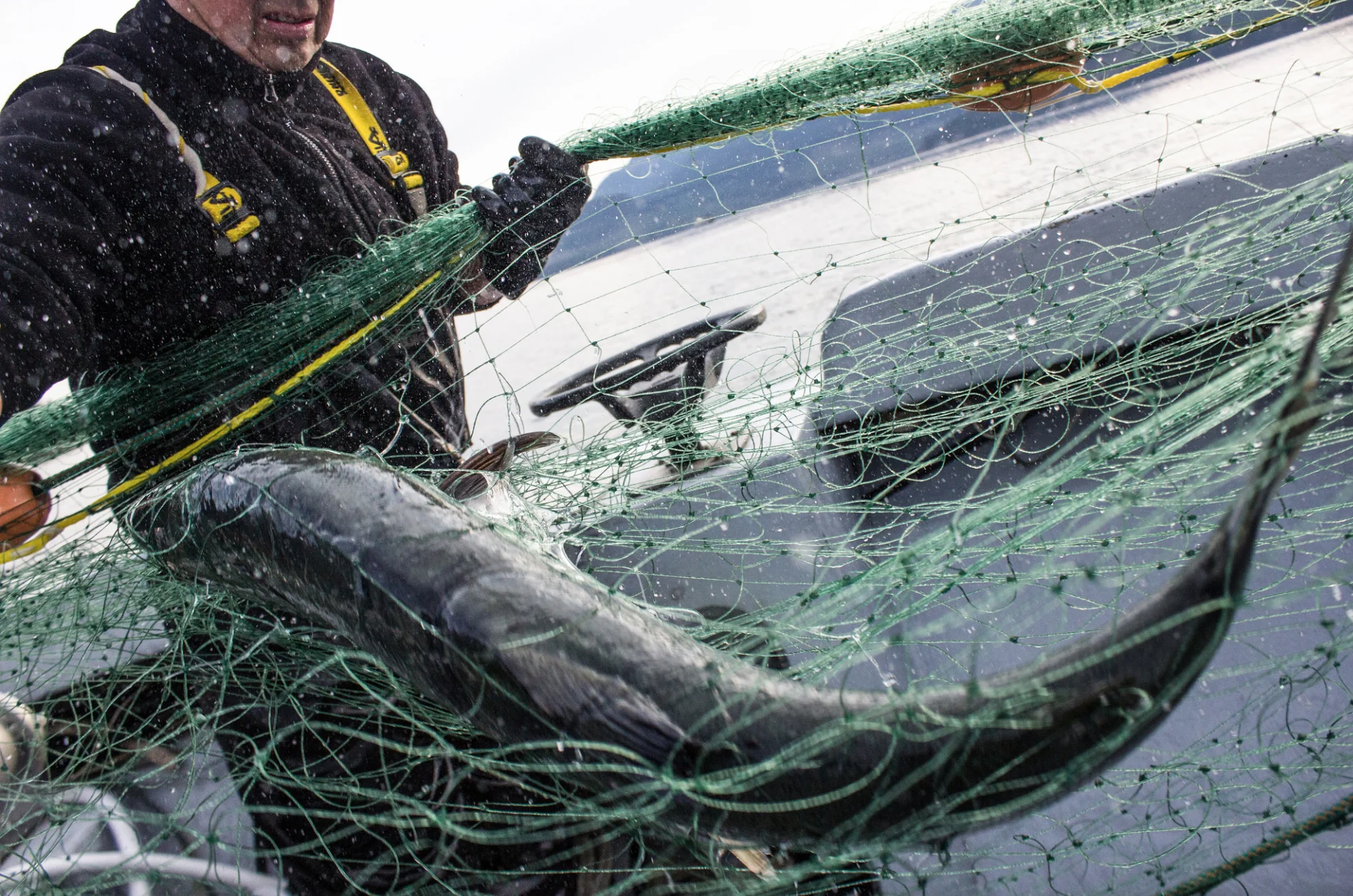 SalmonNet.jpg
