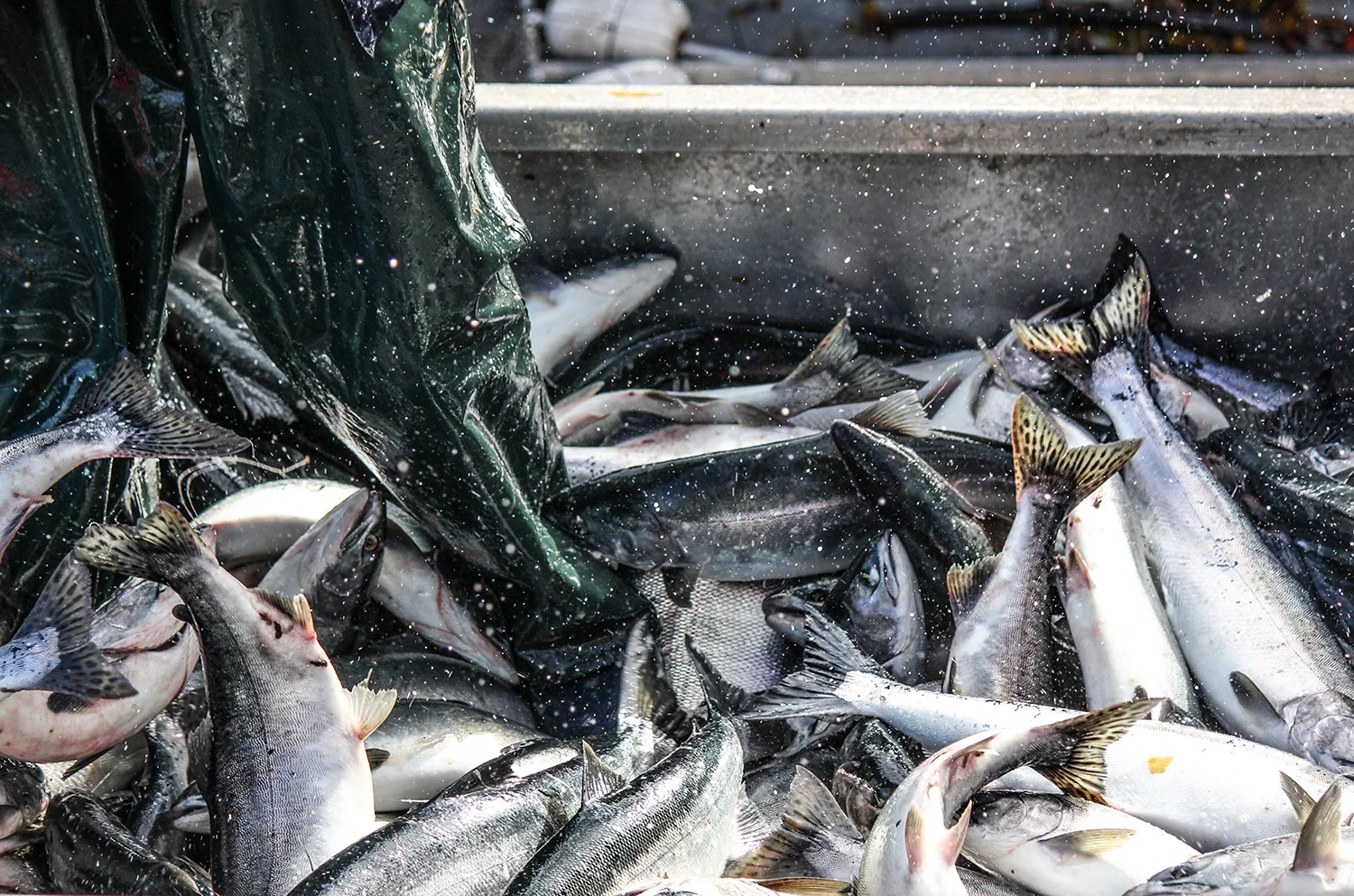YinYang-Fishing3-BCSalmon.jpg