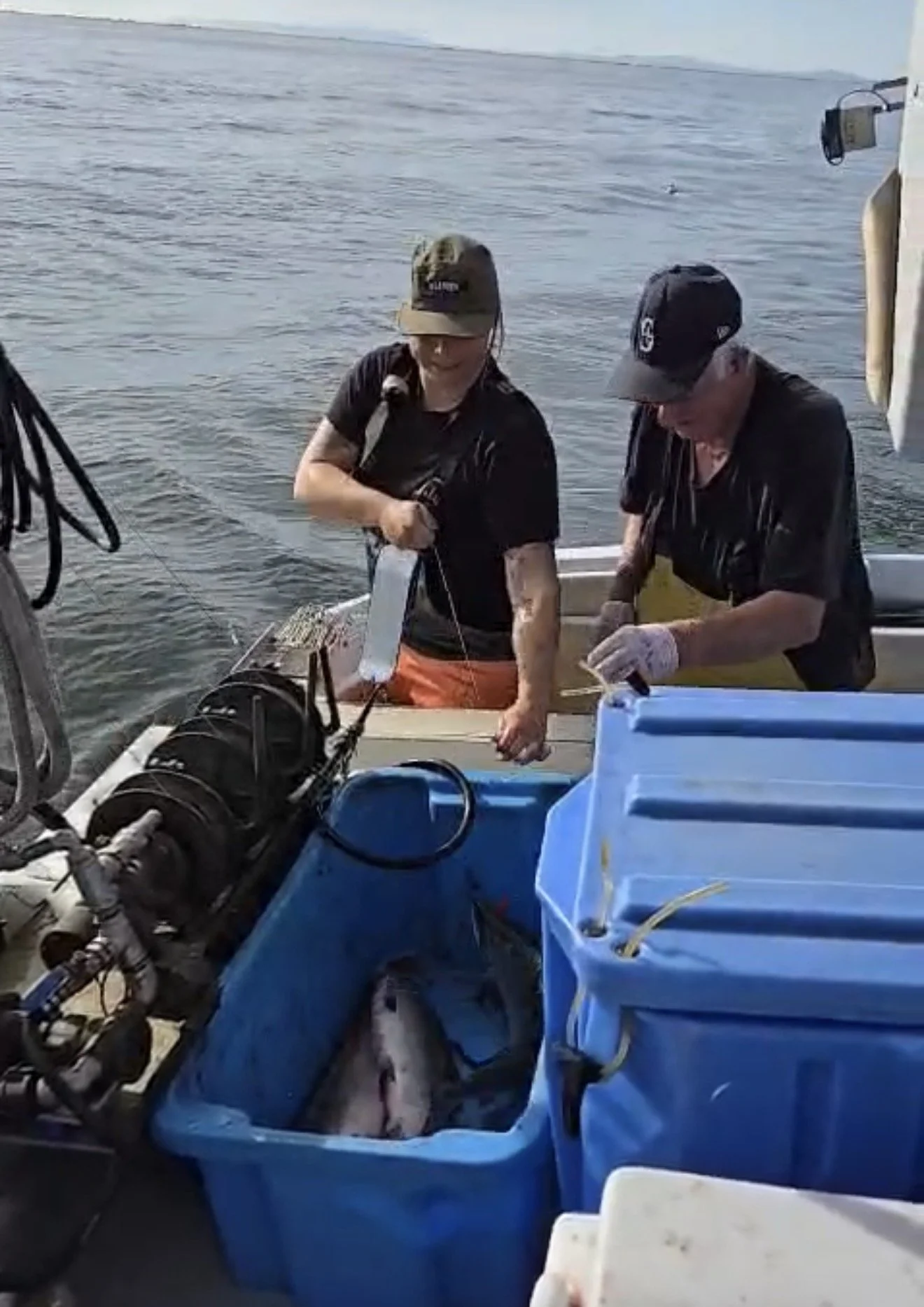 What happened to the 2026 Fraser River Wild BC Sockeye Salmon Season?