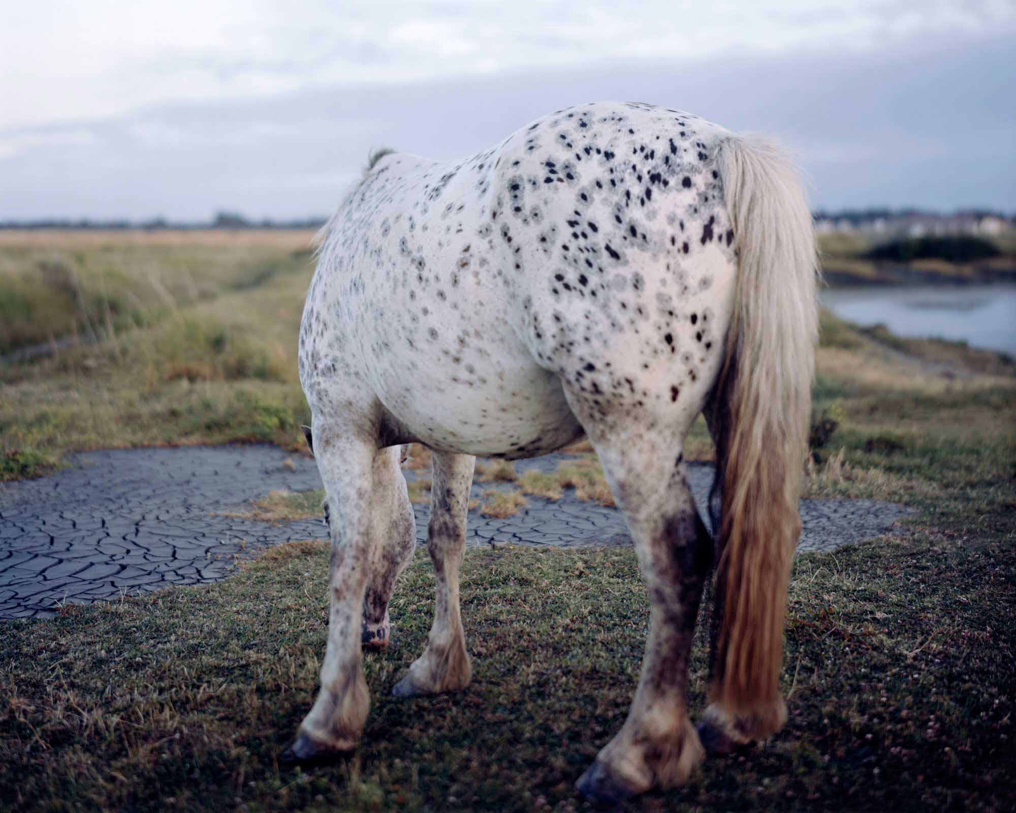  New Forest, Pigment Print, 152 x 190 cm, 2009, Edition of 7 