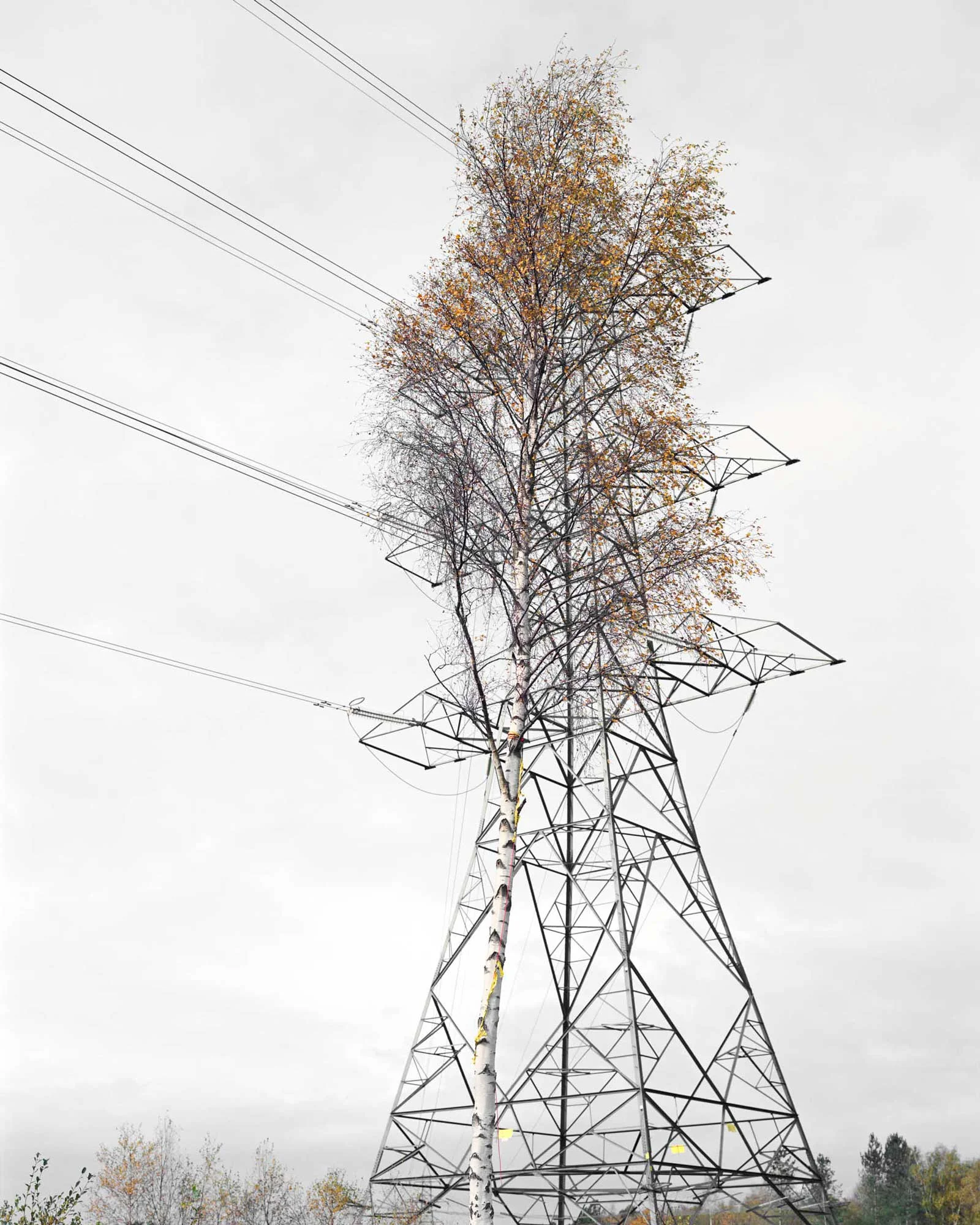 Birch & Steel, Pigment Print, 152 x 122 cm, 2008, Edition of 7