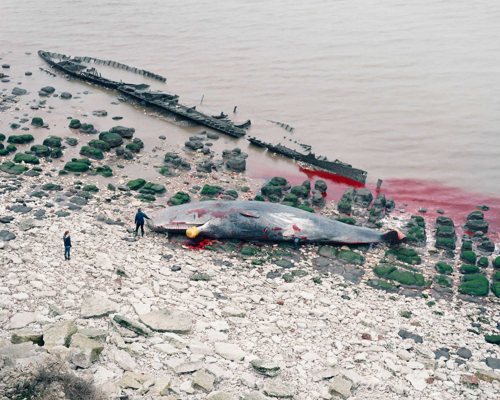  Sperm Whale, Hunstanton, Pigment Print, 122 x 152cm, 2016, Edition of 7 