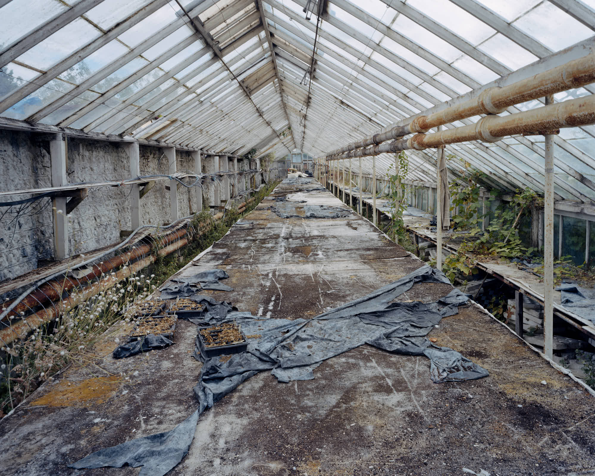  Greenhouse, Pigment Print, 102 x 127 cm, 2004, Edition of 7 