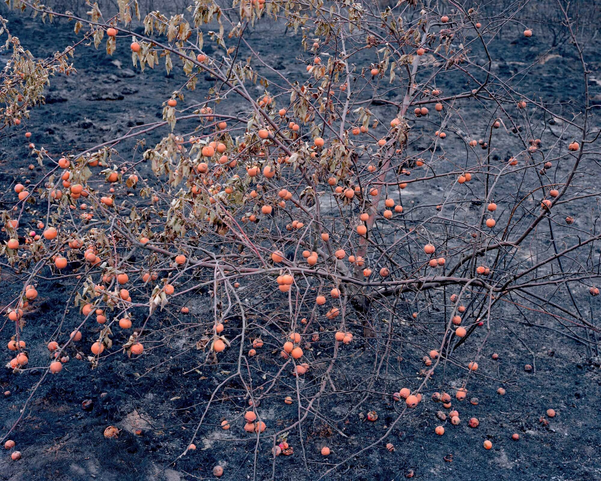  Fruit Tree, Pigment Print, 152 x 190 cm, 2018, Edition of 7 