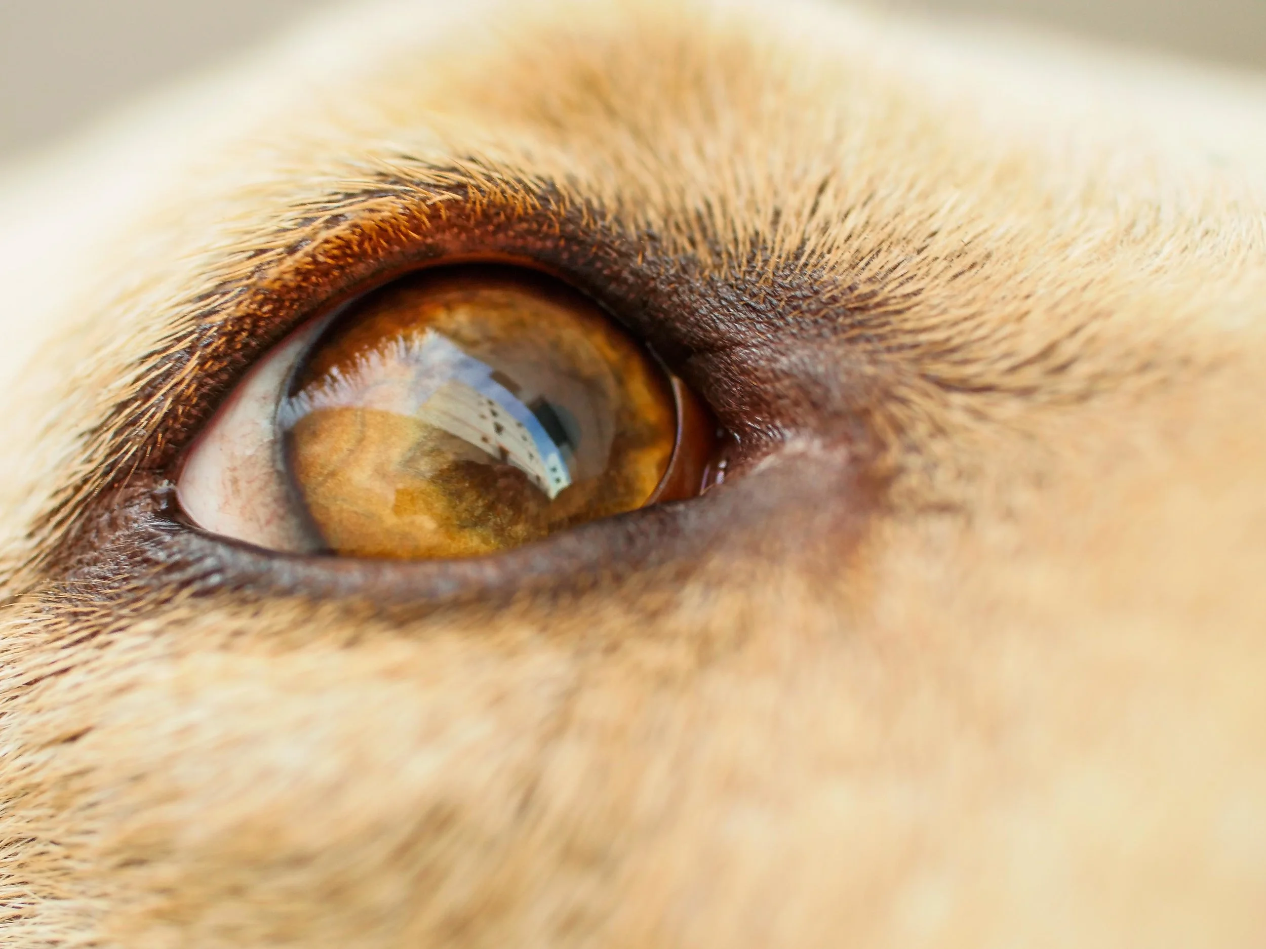  My Rosie’s&nbsp;Eye Reflecting the Rapid Development in Hyderabad. 