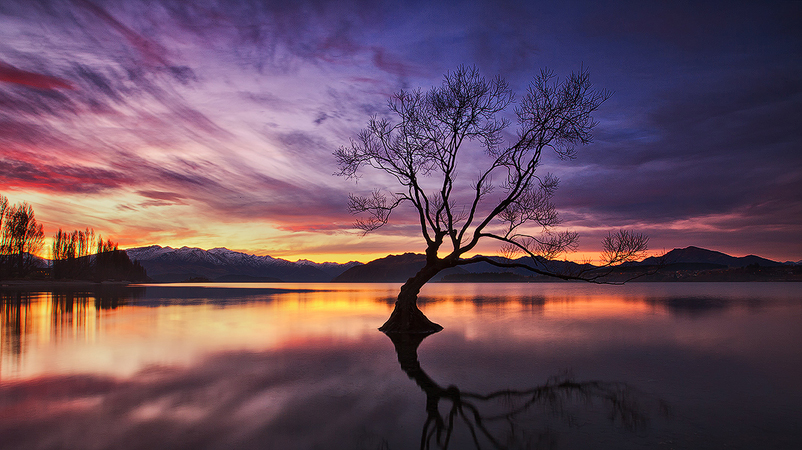 That Wanaka Tree-Darren J Bennett