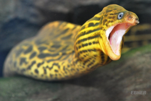 Freshwater Moray Eel courtesy of B. Ebner