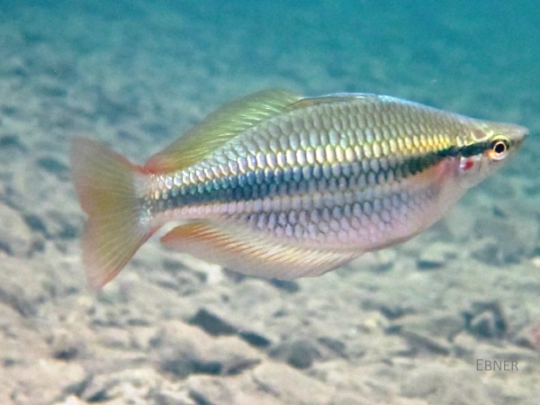 Rainbow FIsh courtesy of B Ebner