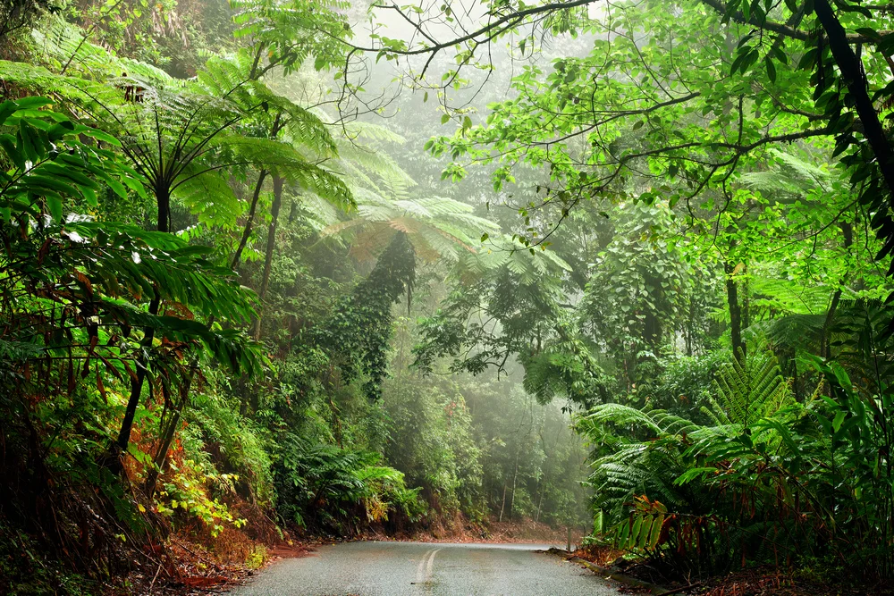 Daintree_Sustainability.jpg