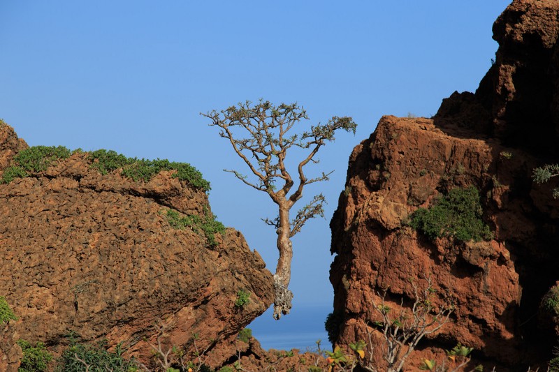 Frankincense Tree in Socotra. Source: Flickr