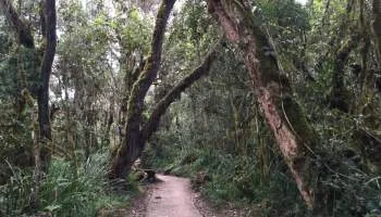 day 1 forest.jpg