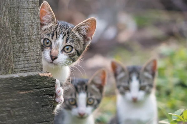 cat_peek.jpg