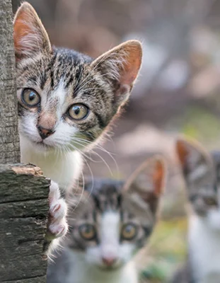 cat_peek.jpg