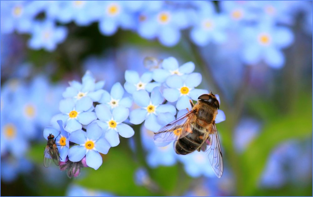Texas Resources — Fort Bend Beekeepers Association