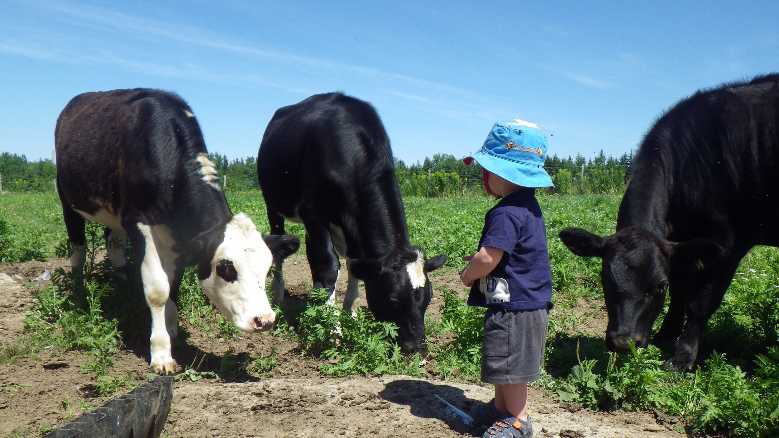 Our farmer in training Victor checks his cows to make sure they have lots of grass to eat