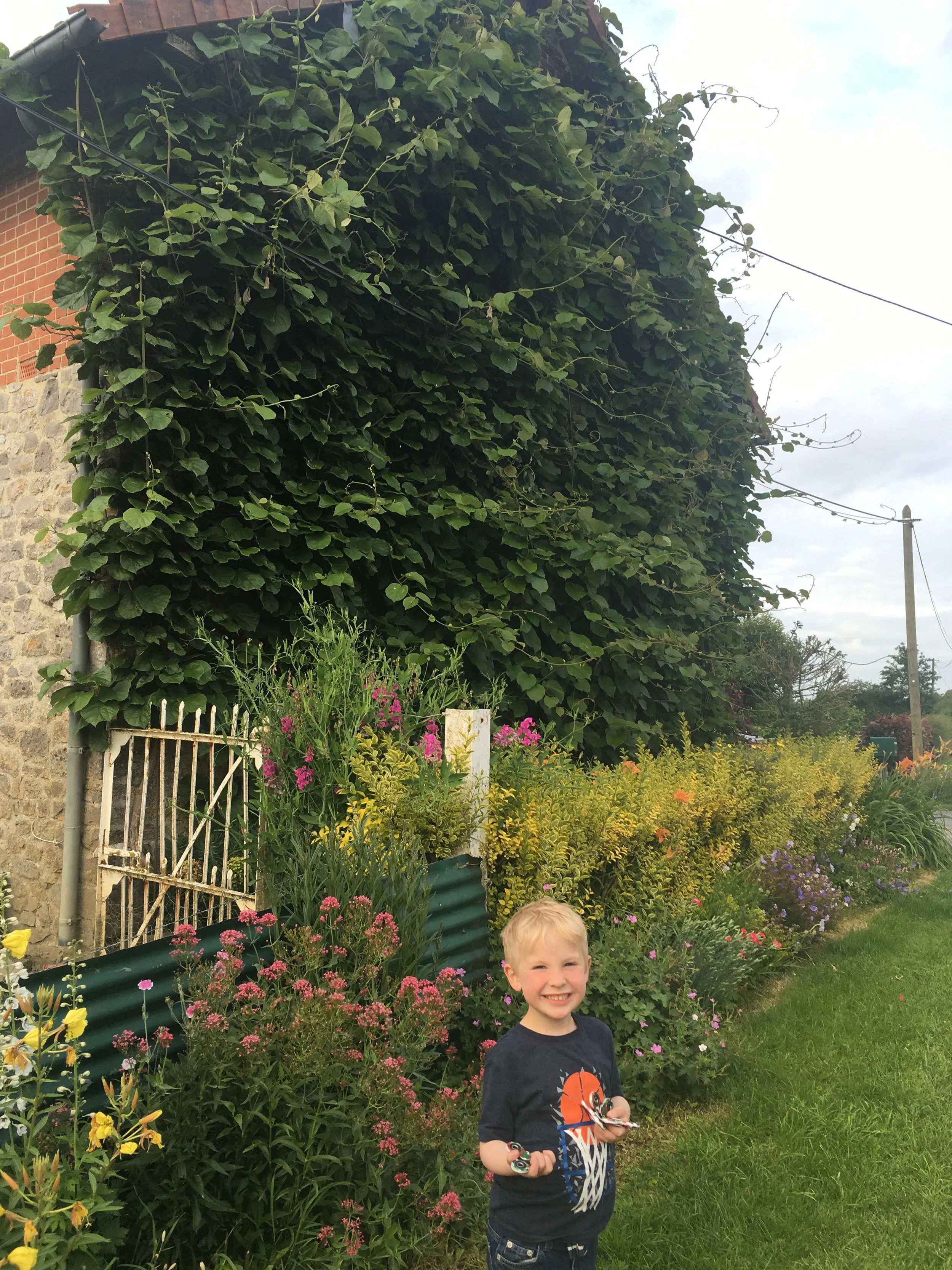 Look at these kiwi vines growing on my parents stone and brick house in North of France!