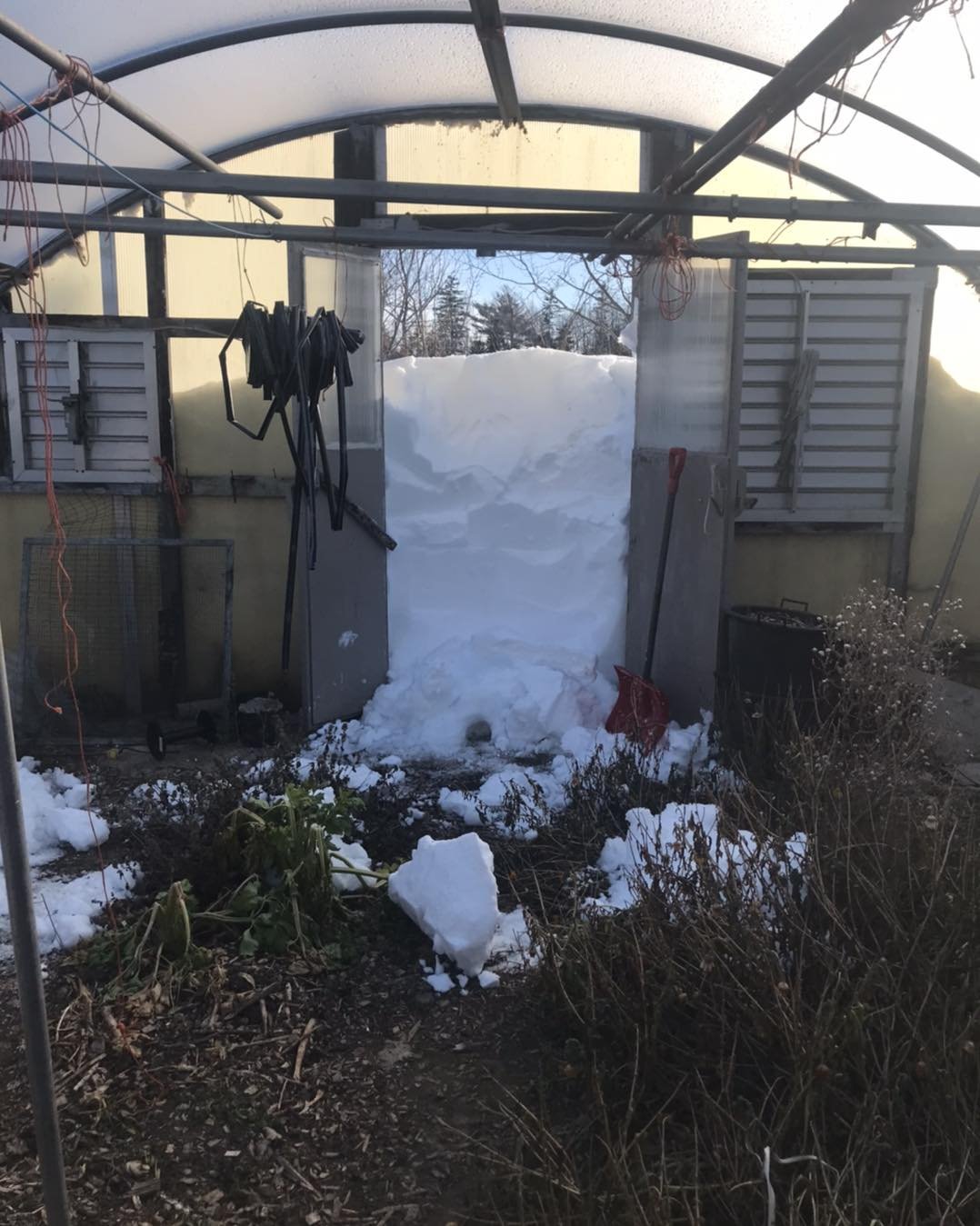 We&rsquo;re lucky our greenhouses are still standing! Finally made it inside to check on it and start shovelling the entrance.
Other farmers in the area were not so lucky&hellip; 
I feel like I&rsquo;ll have to pay for that shovelling in massages and