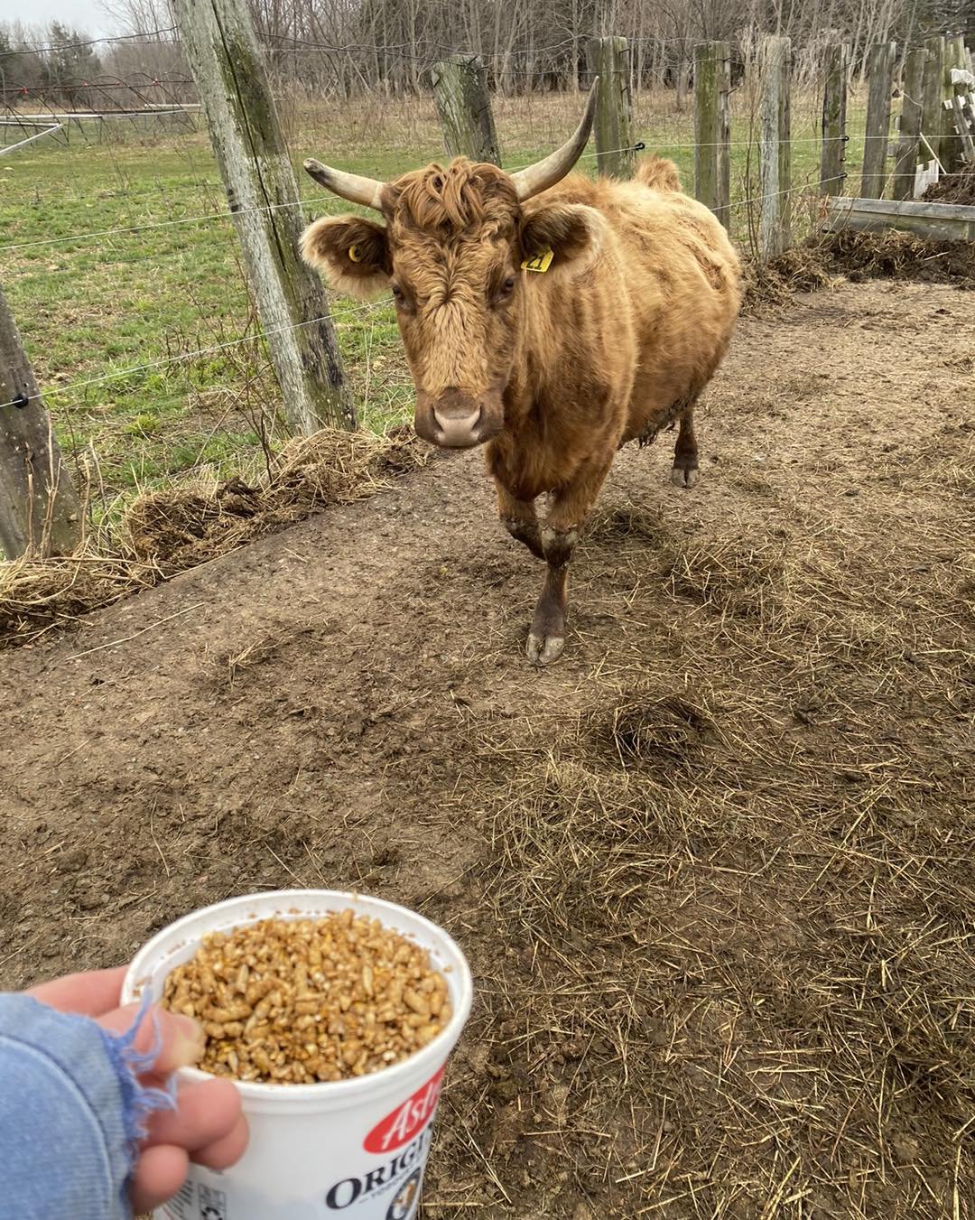 Having fun with a little experiment testing boundaries and trust&hellip;
This is Heaven, one of our first Dexter. We&rsquo;ve been able to milk her (on a &ldquo;I have too much milk for my calf&rdquo; need basis) since her first calving.
This year sh