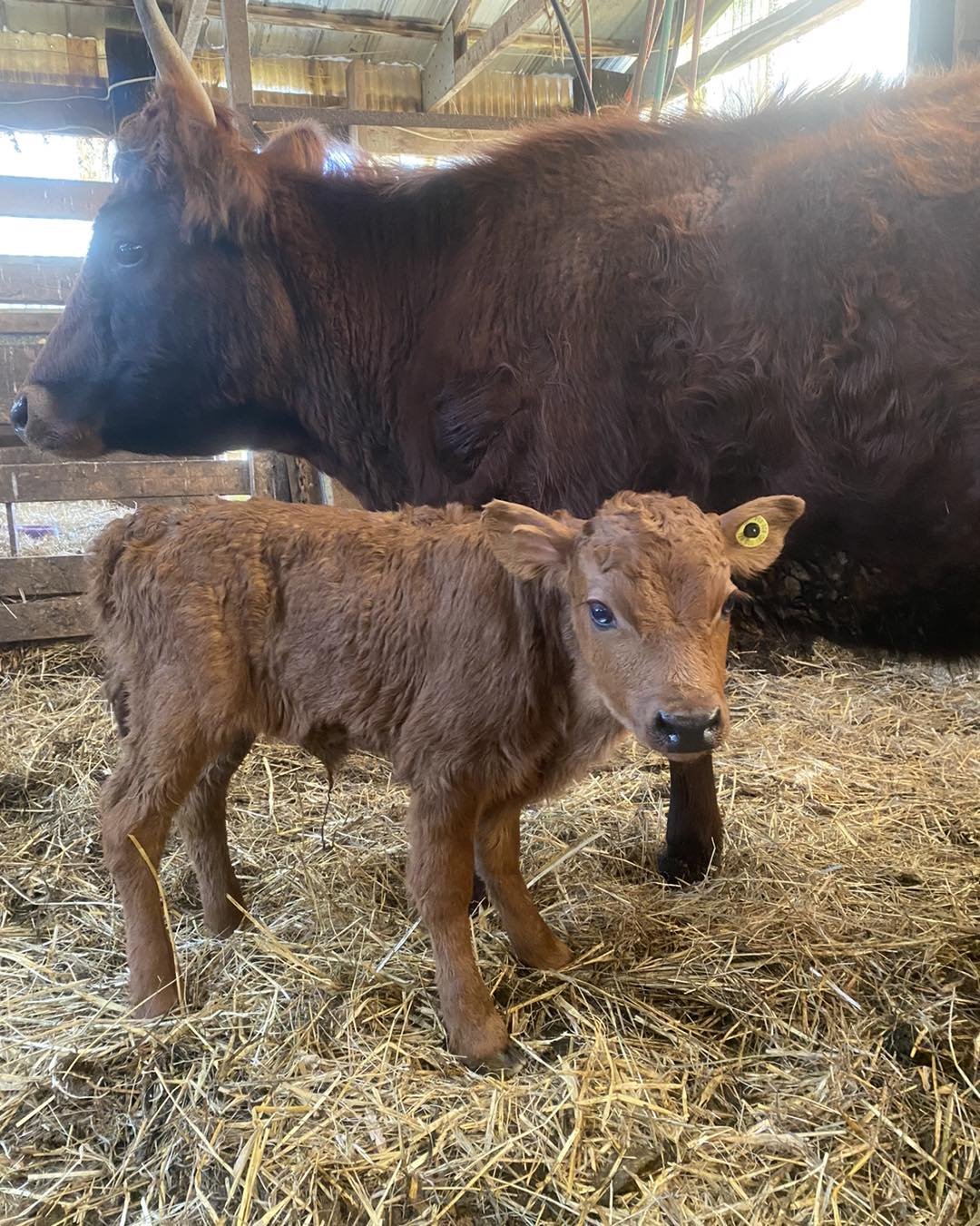 Another girl to add to our herd 🐂
So far 100% girls! 3 more to go&hellip;