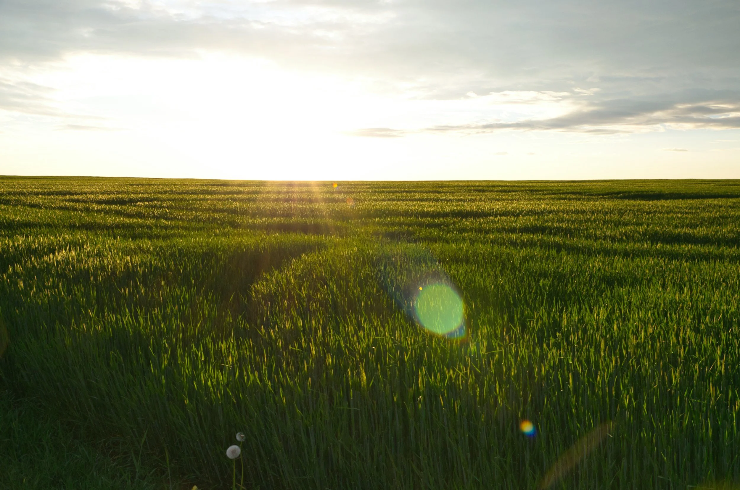 Farming Without Herbicides