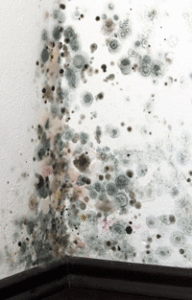 Keep Mold and Mildew at Bay by Installing a Water Alarm