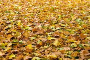 How Do Fallen Leaves Affect Your HVAC?