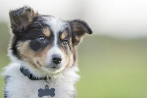 Puppy-Proof Your HVAC System