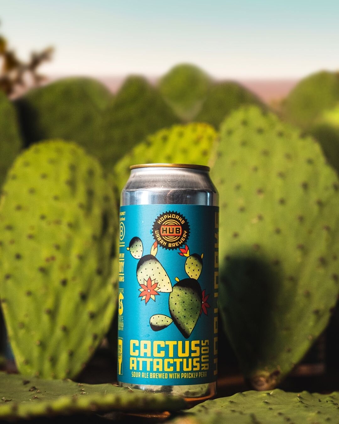 cactus-desert.jpg