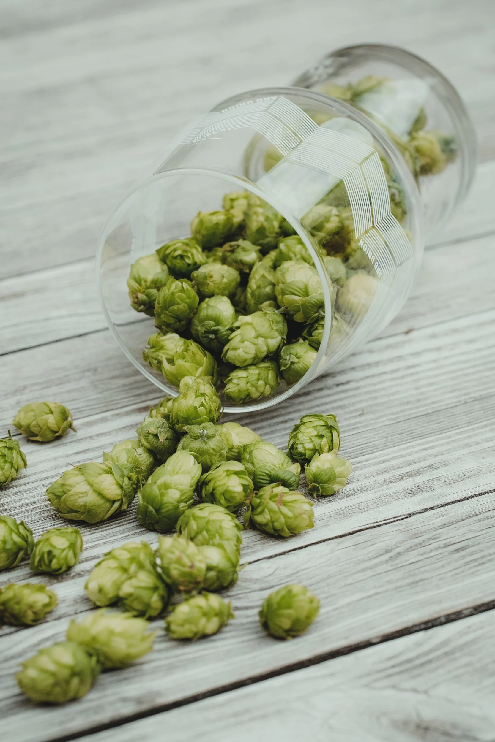 Brewers from the Northwest confirm beers made with fresh hops, in 2021