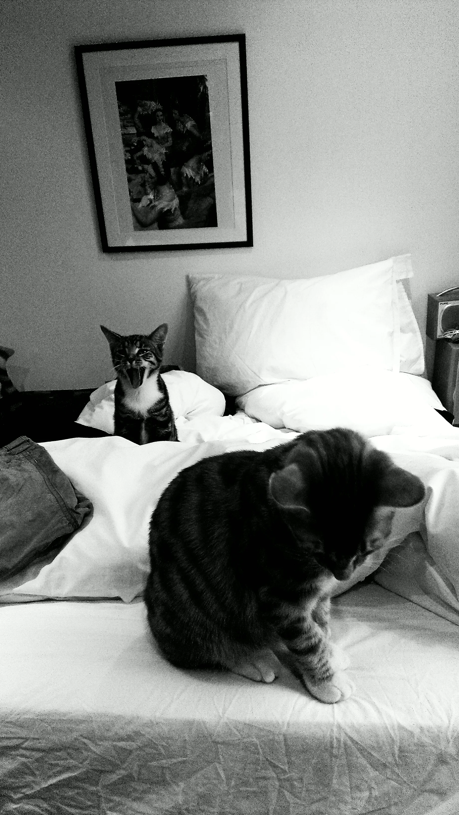 IMAG0030_BURST004-1-1 (2).jpg