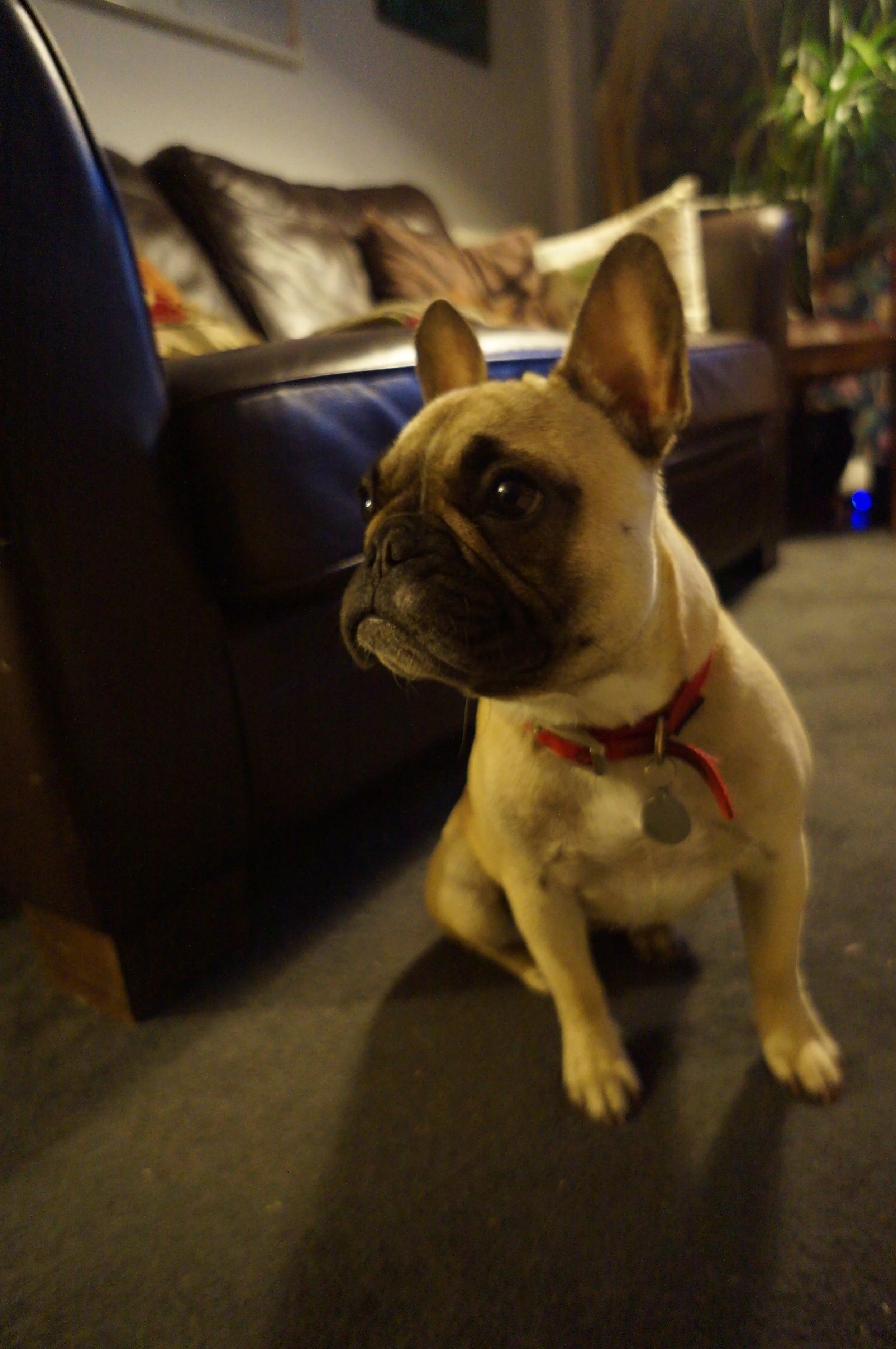 Cute - even by internet dog standards