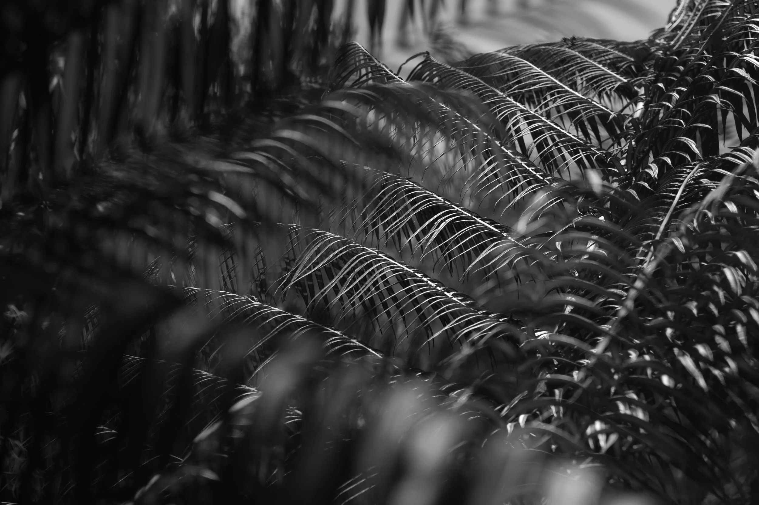 DOC_4774 inhotim leaves#8.jpg